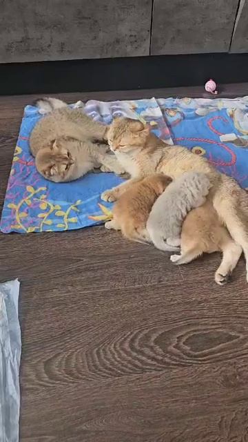 как вкусно #популярное #cat #реки #catlover #подпишись #топ #cute #kitten #короткоевидео смотреть онлайн