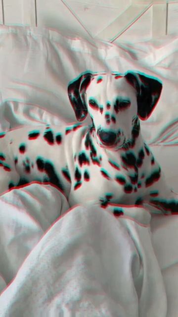 Эстетичные обои с собаками смотреть онлайн