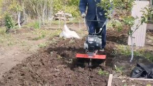 Работы мотоблоком Тарпан. 10 мая 2024г.