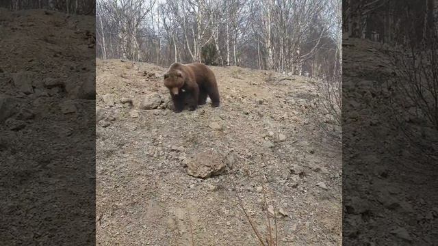 Медведи по дороге на Агу