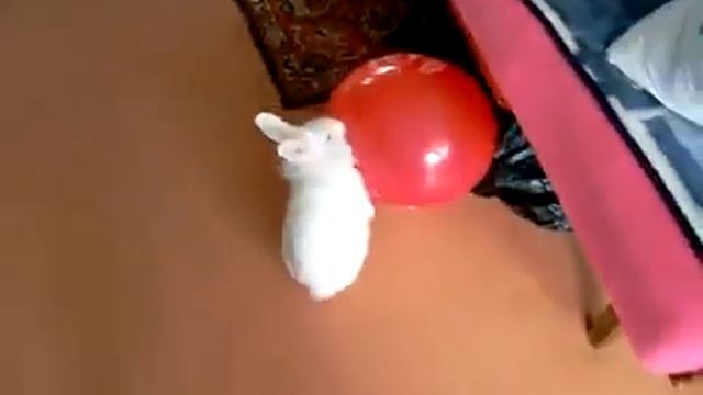 Кролик и шарик смотреть онлайн