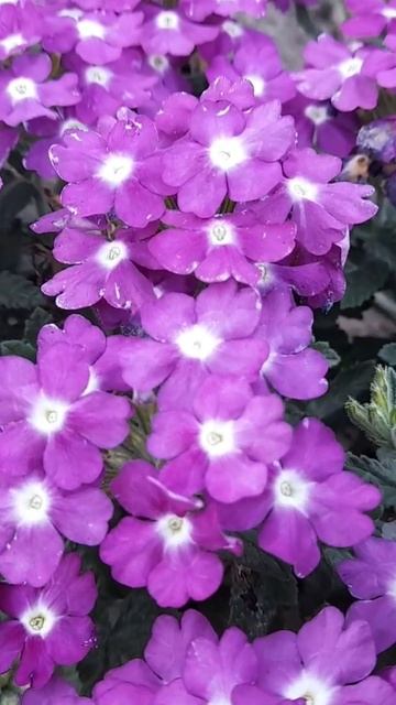 Квітне ароматна вербена. #garden #nature #gardening #summer #flowers #summersh смотреть онлайн