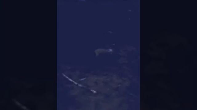 Маленький милый щеночик ★