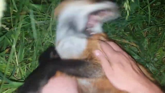 Алиса - Лиса / Прикольные Моменты с Алисой ч. 240 / Alice the Fox смотреть онлайн