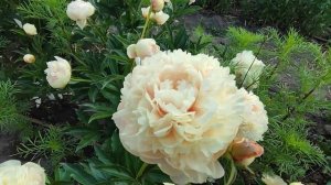 Пион Саммер Глоу Summer Glow