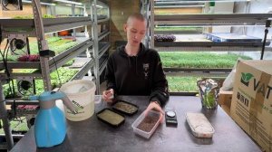 Как вырастить микрозелень? Редис Санго - Идеально для ?