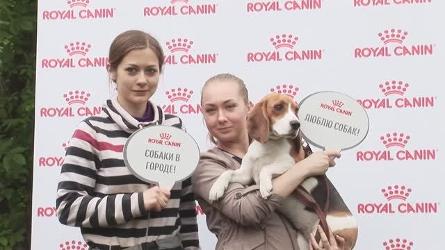 Яркие моменты фестиваля «Собаки в городе» 2017 года смотреть онлайн