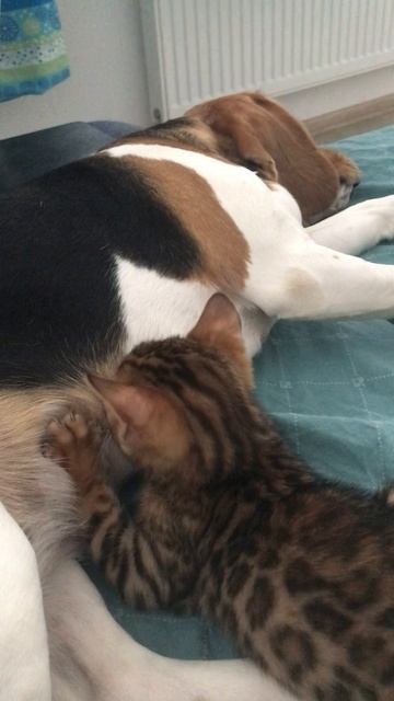 Кэнди, Дэнди и Рыся