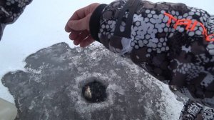 КАК ПОЙМАТЬ ЖИВЦА ДЛЯ ЖЕРЛИЦ НА ЩУКУ? СОВЕТЫ ПРОФЕССИОНАЛА!