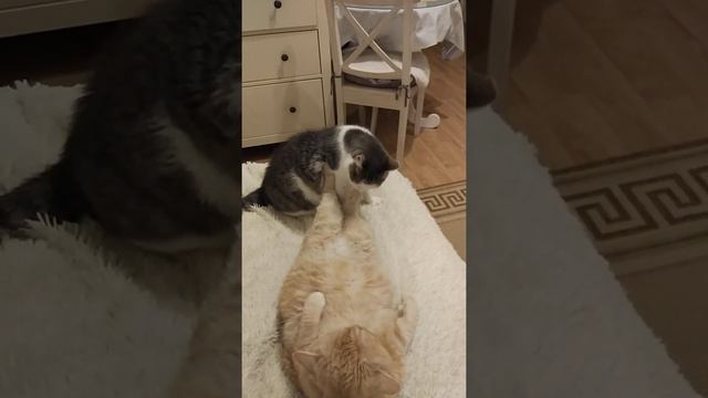 Кошачьи бои / коты приколы смешные котики и кошки / видео кот и енот котята играют мяукают смотреть онлайн