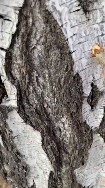 Как правильно глушить отверстия в берёзе после забора смотреть онлайн