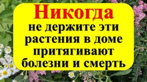 Никогда не держите эти растения в доме — они притягивают болезни, беды и безденежье. Приметы
