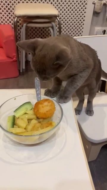 Кот Васька ! Любит есть из тарелочки 💖🐈 смотреть онлайн