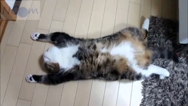 Прикольные кошки и собаки !!! смотреть онлайн
