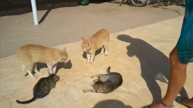 Пение египетских котов смотреть онлайн