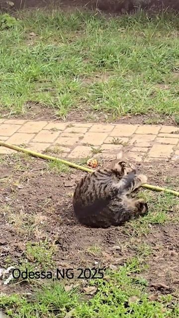 🏆КРУТАЯ ДОБЫЧА кота Семёна! 🐈⬛🤣 Одесса 2025 смотреть онлайн