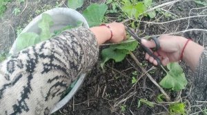 Готовлю заям лакомство на утро.