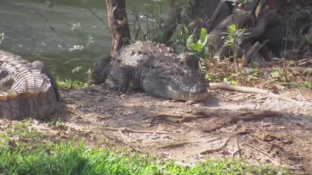 Дикая Индия. Река, купание в которой, смертельно опасно смотреть онлайн