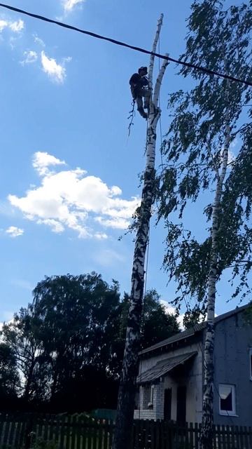 Спил удаление кронирование деревьев смотреть онлайн