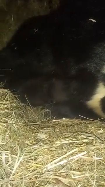 НОВОРОЖДЕННЫЙ МЕДВЕЖОНОК КУШАЕТ И УРЧИТ смотреть онлайн