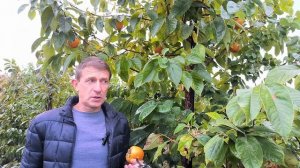 Жемчужина - королевская хурма!