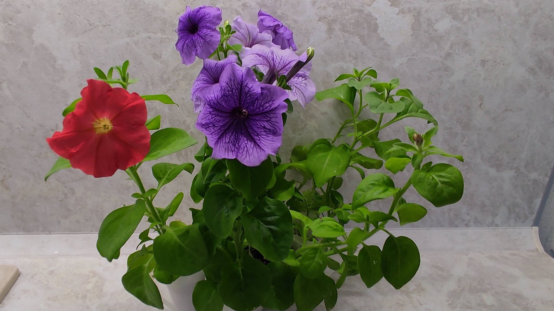 Петунии растут, а лето все не начинается смотреть онлайн