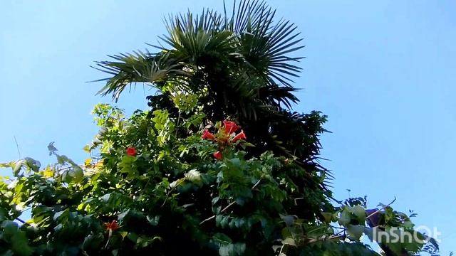 Райский уголок планеты Абхазия Гудаута The paradise of the planet смотреть онлайн