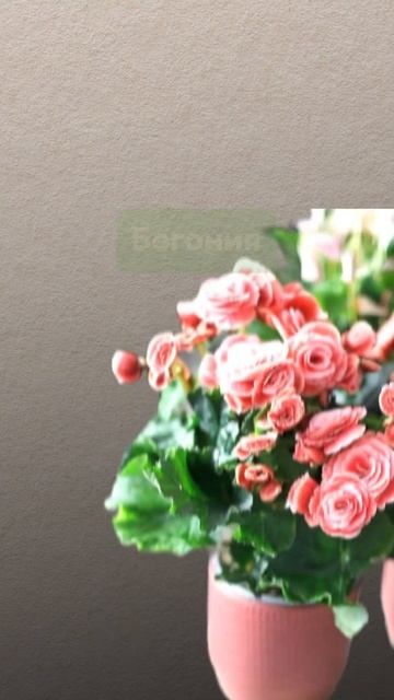 Лучшие растения для спальни 🪴 #удобрения #сад #огород смотреть онлайн