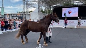 Яркий, харизматичный жеребец породы русский тяжеловоз на выводке