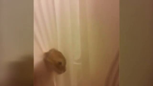 Funny MAN - Самые смешные видео приколы Март 2017 #18 смотреть онлайн