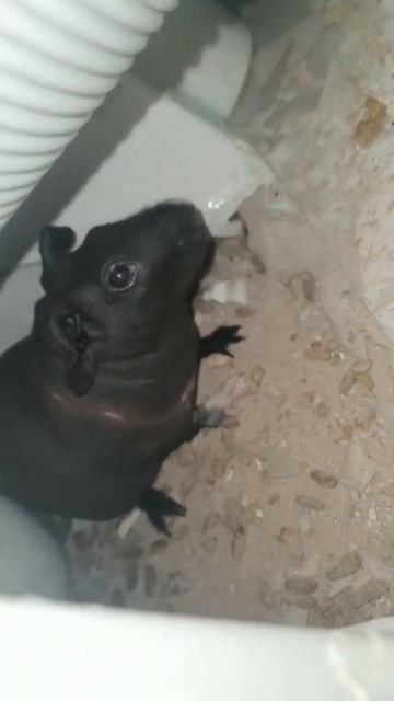 Девочка Уэнсдей #лол #смех #meme #мем #мемы #прикол #капибара #mem #смешно #смешные #lol #животные смотреть онлайн