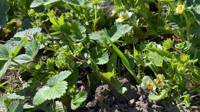 ПРИРОДА ШАМАН смотреть онлайн