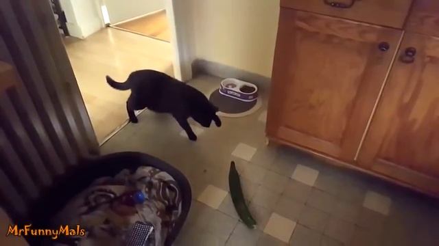 Кот и огурец Приколы с котами 2017 смотреть онлайн