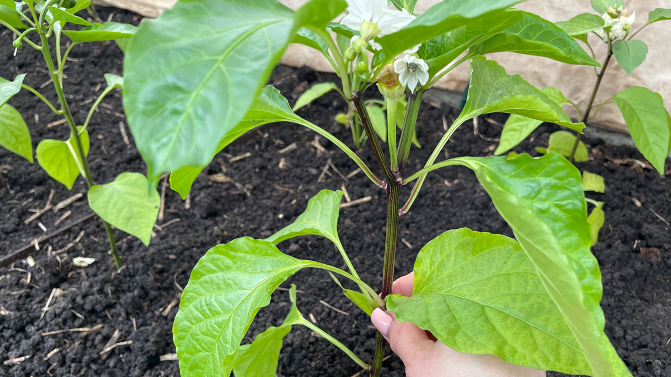 Посадка ПЕРЦА! Отличная подкормка при посадке!