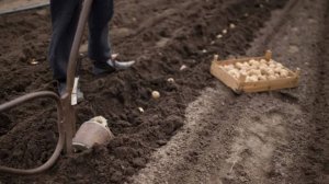 Посадка картофеля под лопату. Закапываю рожь, сажаю картофель. Глубина посадки картофеля.