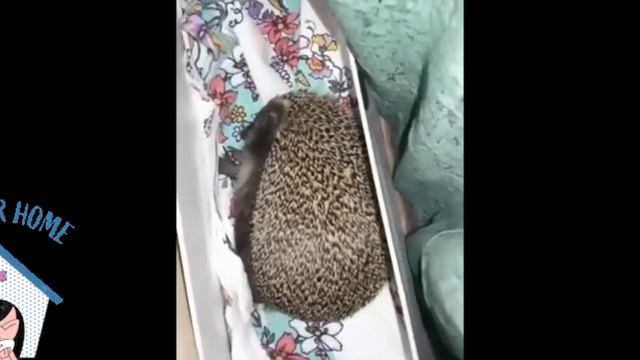 приколы с ежами смотреть онлайн