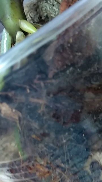 ОБЯЗАТЕЛЬНО орхидеи БРЫЗГАЮ! корни НЕ ГНИЮТ! листья НЕ смотреть онлайн