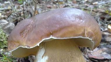 Белого гриба валом!!! Зашел в лес и обалдел! смотреть онлайн