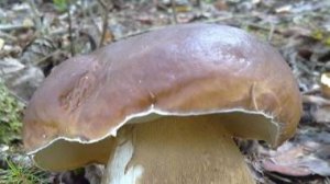 Белого гриба валом!!! Зашел в лес и обалдел!