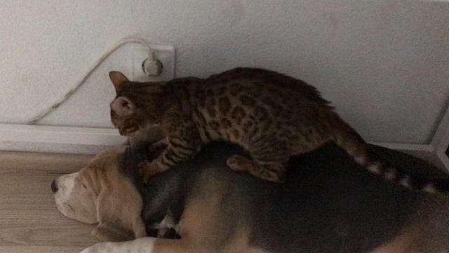 Рыся делает массаж Дэнди