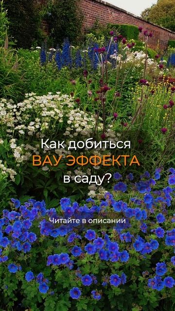Как добиться ВАУ ЭФФЕКТА в саду #мойсад #сад #дача смотреть онлайн