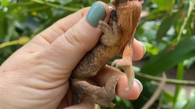 Дикий Мадагаскар. Как не надо брать в руки хамелеона смотреть онлайн