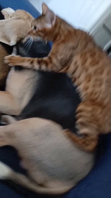 Рыся делает массаж Дэнди