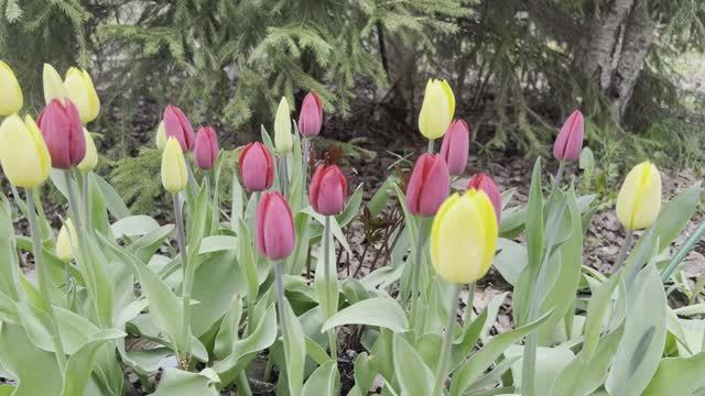 СКЛ-124_Чибисова Дарья_My Weekend At The Dacha