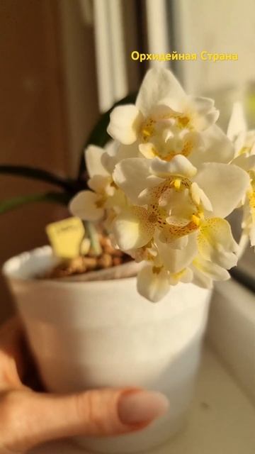 5 лет в коллекции, и это самое пышное её цветение. Редко смотреть онлайн
