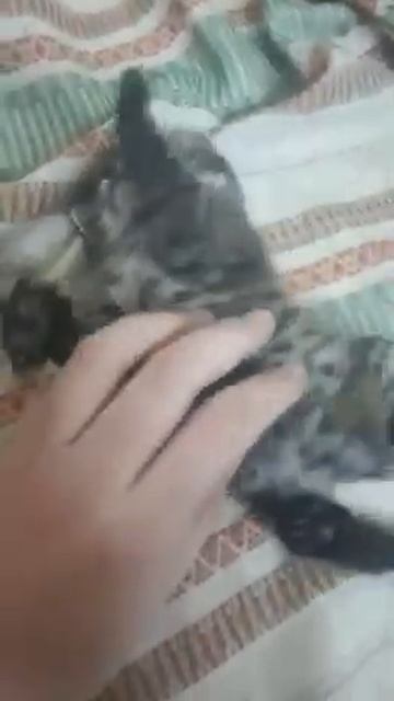 НАШ ВЫПУСКНИК ДАЛЬНЕВОСТОЧНЫЙ ЛЕОПАРДОВЫЙ КОТИК СТАЛ ПАПОЙ _самый милый хищник родился смотреть онлайн