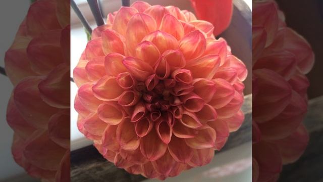 Прекрасная #петуния )))Такой распространенный ,достаточно неприхотливый цветочек ,но такой яркий и смотреть онлайн