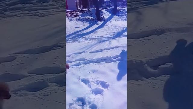 Шпиц на прогулке#1зима смотреть онлайн