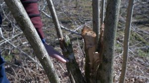 Правильная обрезка кустов в старом орешнике