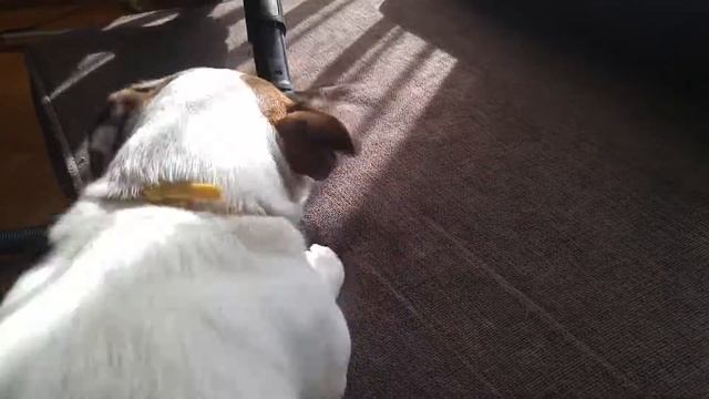 Джек Рассел терьер бьётся с пылесосом смотреть онлайн